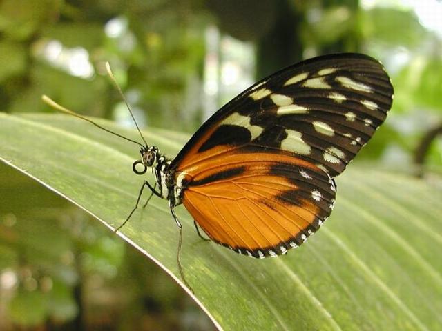 butterfly-5