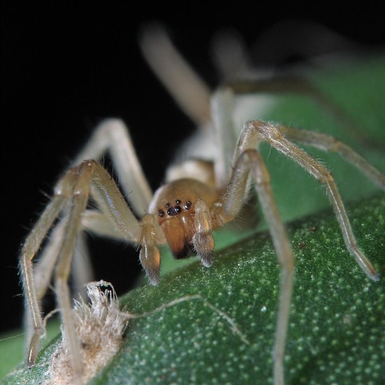 openphotonet_ground-spider-frontal-mze