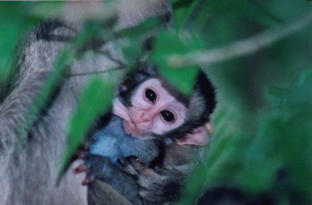 openphotonet_monkey