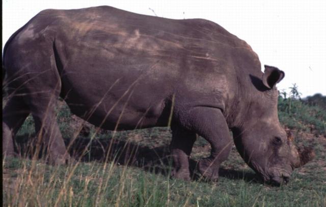 openphotonet_white_rhino2