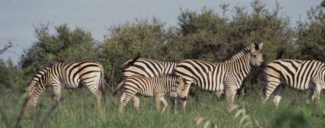 openphotonet_zebra1